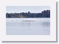 Gulls and Cormorants