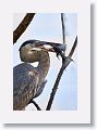 Great Blue Heron with fish