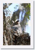 Great Horned Owl