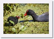 Common Gallinule with chick