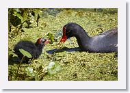 Common Gallinule with chick