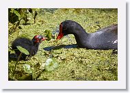 Common Gallinule with chick