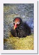 Common Gallinule chick