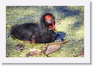 Common Gallinule chick