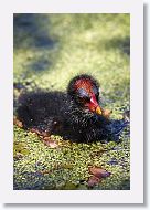 Common Gallinule chick