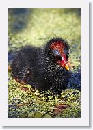 Common Gallinule chick