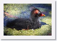 Common Gallinule chick