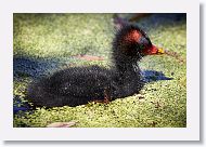 Common Gallinule chick