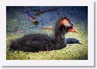 Common Gallinule chick