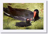 Common Gallinule chick