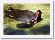 Common Gallinule with chick