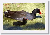 Common Gallinule with chick