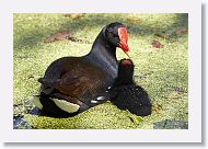 Common Gallinule with chick