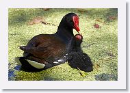 Common Gallinule with chick