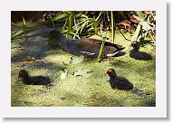 Common Gallinule with chick