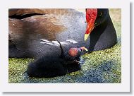 Common Gallinule with chick