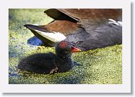 Common Gallinule with chick