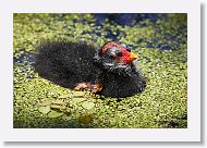 Common Gallinule chick