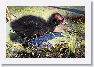 Common Gallinule chick