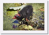 Common Gallinule chick