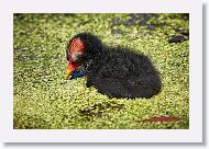 Common Gallinule chick