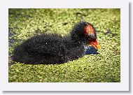 Common Gallinule chick