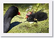 Common Gallinule with chick