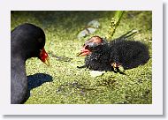 Common Gallinule with chick