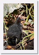 Common Gallinule chick