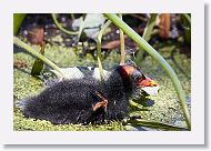 Common Gallinule chick