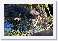 Common Gallinule chick