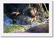 Common Gallinule chick