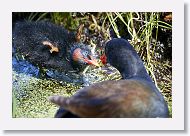 Common Gallinule with chick