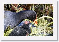 Common Gallinule with chick