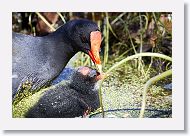 Common Gallinule with chick