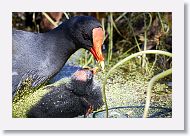 Common Gallinule with chick