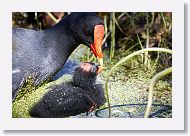 Common Gallinule with chick