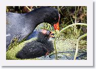 Common Gallinule with chick