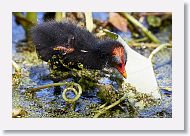 Common Gallinule chick