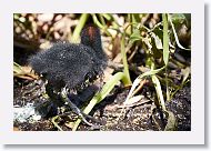 Common Gallinule chick