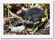 Common Gallinule chick