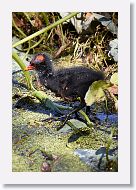 Common Gallinule chick