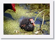 Common Gallinule with chick