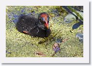 Common Gallinule chick