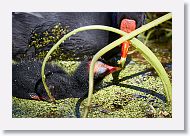 Common Gallinule with chick