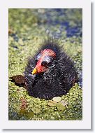 Common Gallinule chick