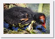 Common Gallinule chick