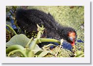 Common Gallinule chick