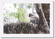 Great Horned Owl chick