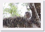 Great Horned Owl chick